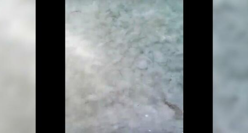 «Нашествие медуз в Новороссийске»: очевидцы сняли на видео скопление медуз на пляже города