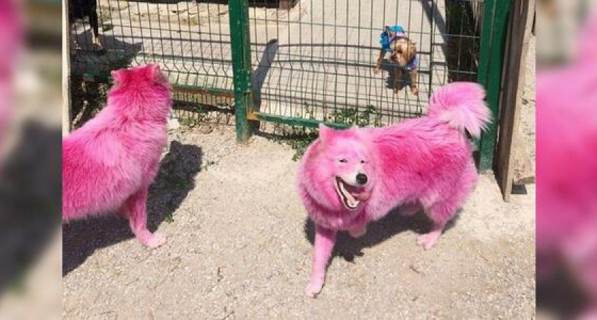 Розовых собак, найденных в лесах Геленджика, забрали в питомник Минобороны