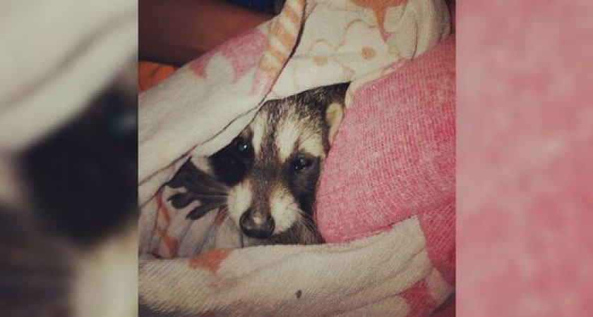 Новороссийцы приютили маленького енота из Широкой Балки