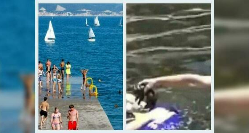 Что обсуждали в Новороссийске 3 июля: сильная жара и спасение котенка из моря