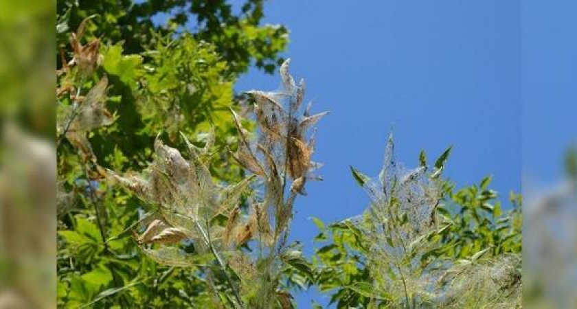 Новороссийск рискует остаться без деревьев: город атаковала американская белая бабочка