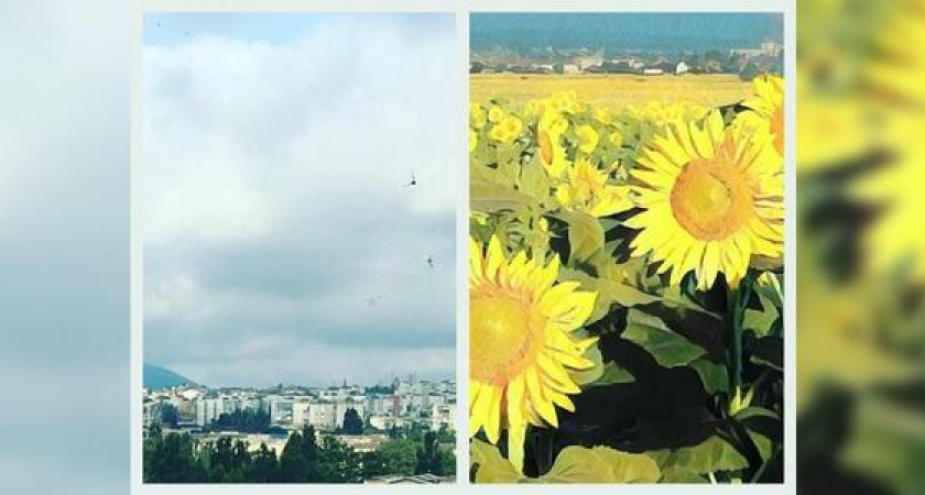 Новороссийск в Instagram: сотня ласточек в лето в подсолнухах