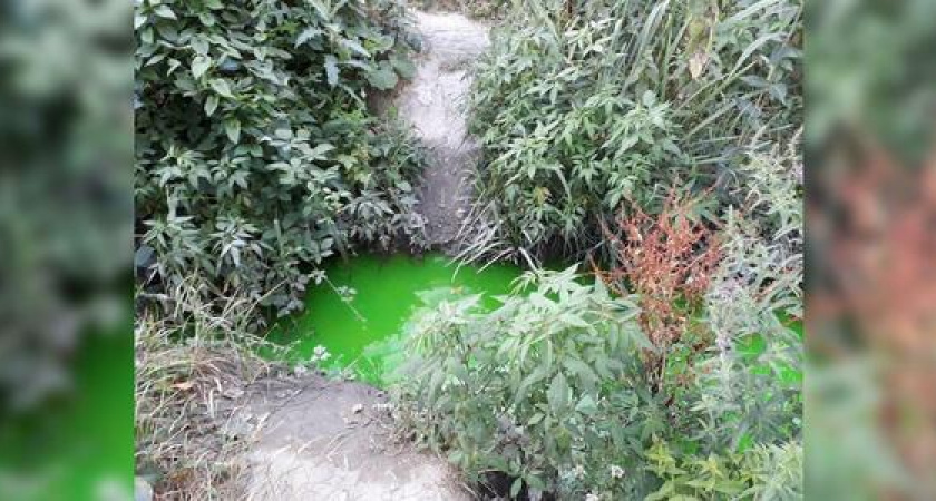 Новороссийцы заметили «тархун» в канаве рядом с их домами