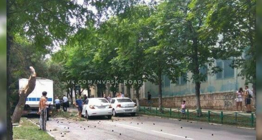 В Новороссийске автозак въехал в дерево: очевидцы сняли на видео последствия столкновения
