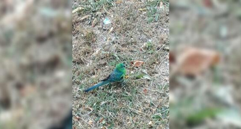 В Новороссийске по территории больницы разгуливает попугай