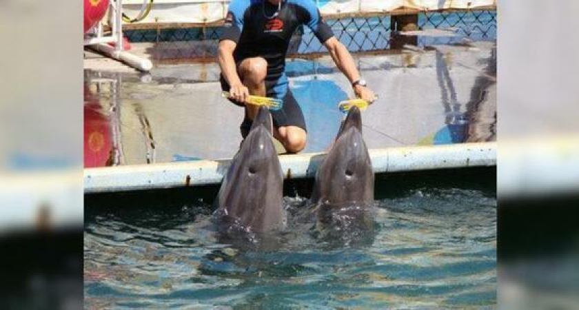 В Большом Утрише родился дельфиненок: работники дельфинария еще не назвали малыша