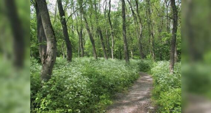 Новороссийцы могут остановить вырубку Цемесской рощи