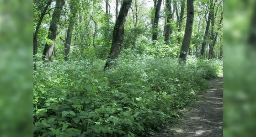 В Новороссийске прошли общественные слушания по поводу изменения границ Цемесской рощи