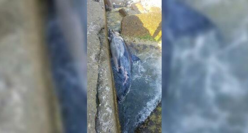 На пляже Сочи нашли мертвого дельфина