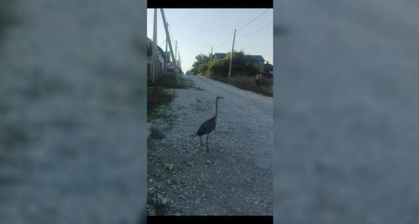 Новороссийцы заметили разгуливающую по улицам города цаплю