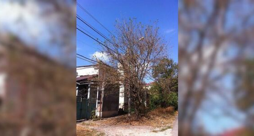 В Новороссийске для уничтожения американской белой бабочки привлекут еще одну организацию