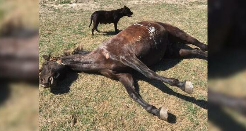 Под Анапой пожилой мужчина зверски убил трех лошадей