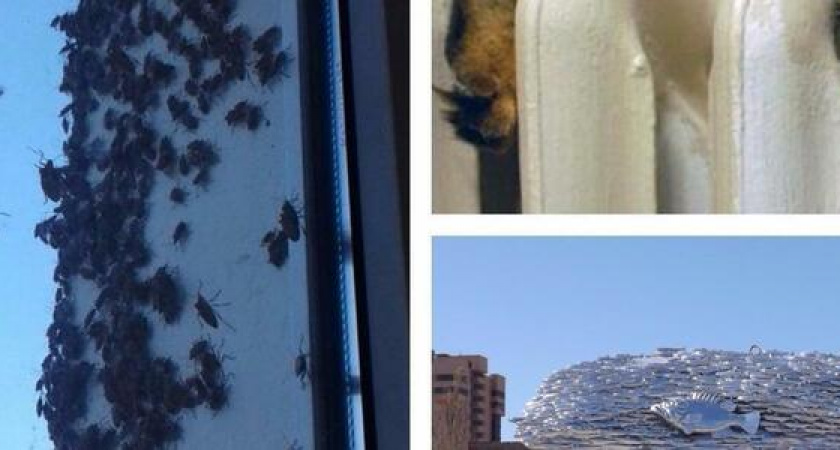 Отопительный сезон, открытие памятника и нашествие насекомых: итоги недели в Новороссийске