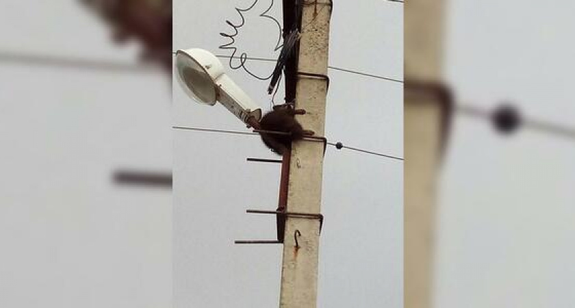 Новороссийцы спасли енота, просидевшего на столбе всю ночь