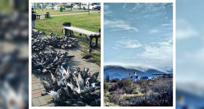 Новороссийск в Instagram: цветы из голубей и безумно красиво