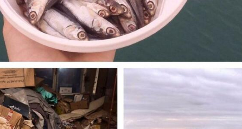 Альтернатива «Семи ветрам», свалка в квартире и фестиваль «Хамса»: итоги недели в Новороссийске