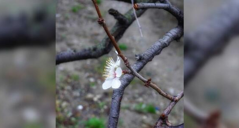 «Весна пришла!»: в Новороссийске в ноябре зацвели деревья