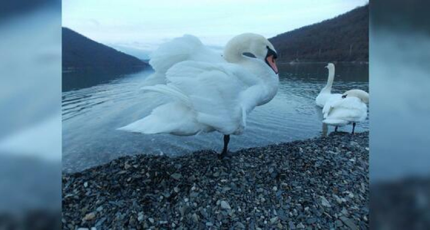 Жители Новороссийска бьют тревогу: в Абрау-Дюрсо замечены раненые дикие лебеди