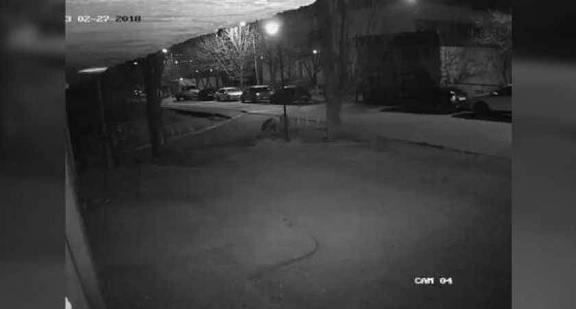 Видеокамера засняла, как двое жителей Новороссийска воруют растения со школьной клумбы