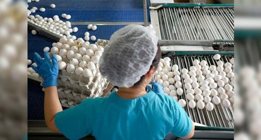 ООО птицефабрика «Натухаевская» загрязняет окружающую среду