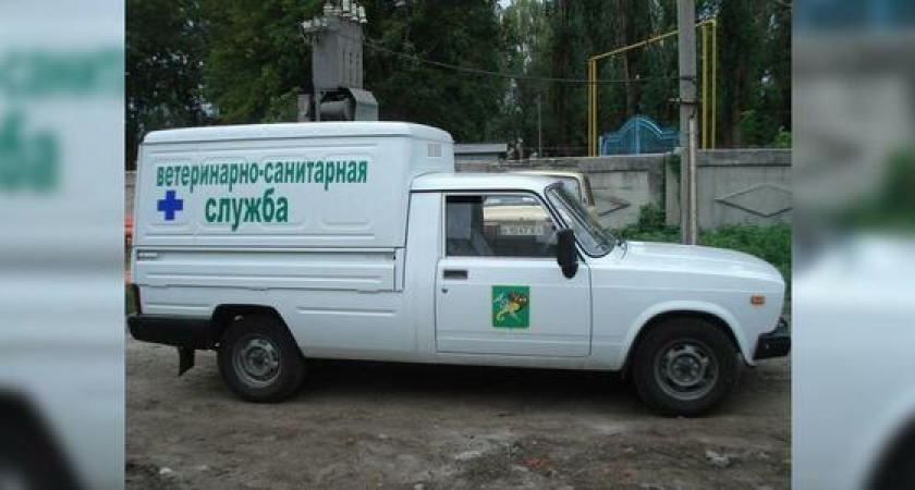 Власти Новороссийска потратят 1,5 миллиона рублей на утилизацию трупов животных