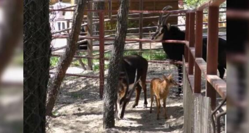 В «Сафари-парке» в Геленджике родилась краснокнижная черная антилопа