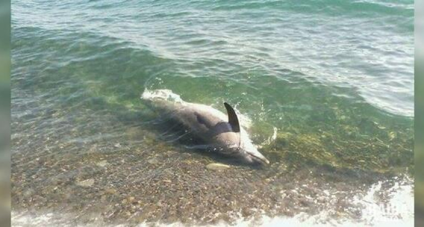 С начала года в Черном и Азовском морях погибли более 70 дельфинов