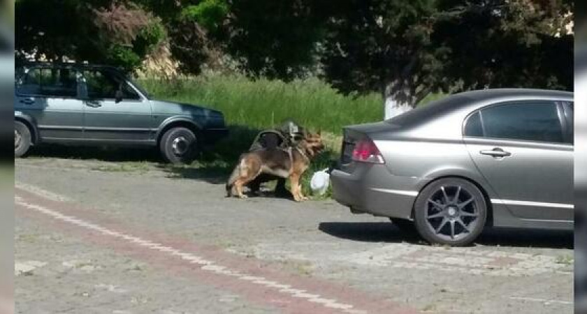 В Новороссийске на территории детской больницы нашли подозрительный пакет: всех пациентов эвакуировали