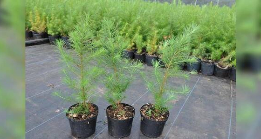 Власти в Новороссийске потратят на поставку саженцев сосны почти полмиллиона рублей