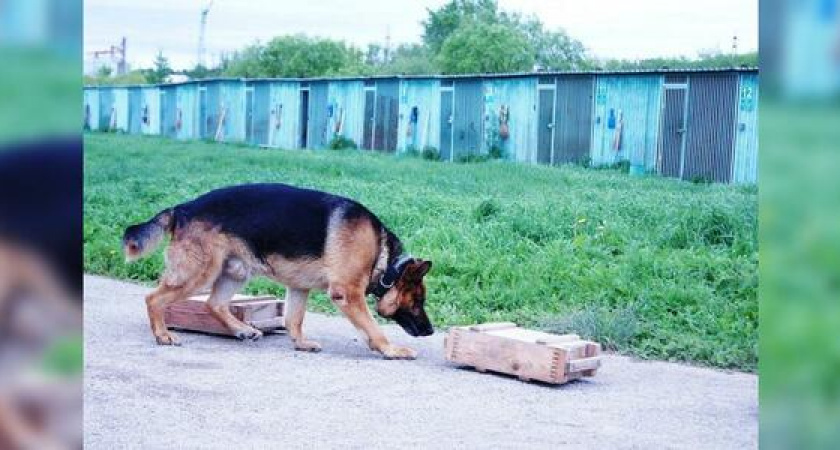 На кинолога таможни в Новороссийске завели уголовное дело из-за покупки собаки