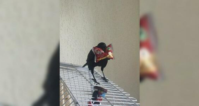 В Новороссийске нашли сбежавшего говорящего ворона: ручная птица четыре дня и ночи пыталась найти дом