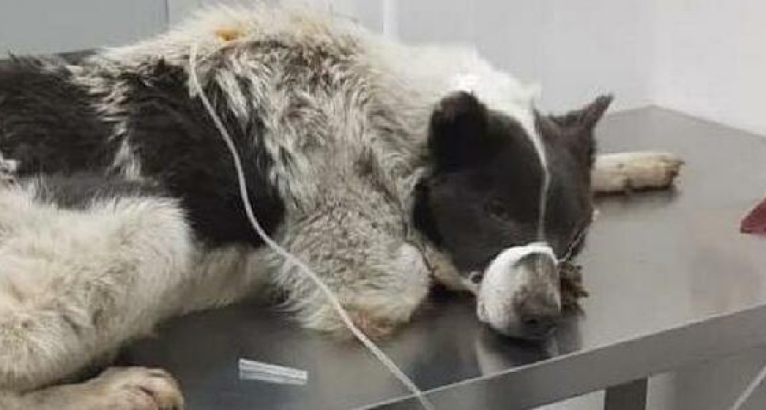 На Кубани в приют для бездомных животных привезли отравленный корм