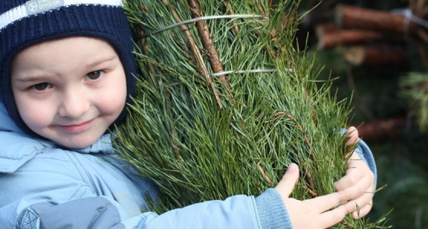 В Новороссийске открылись первые елочные базары: адреса рынков и цены на деревья