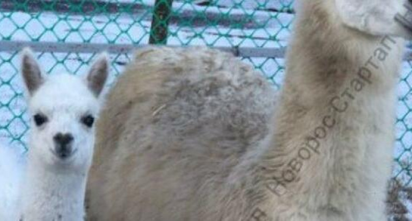 В декабре в зоопарке Новороссийска появились на свет малыши в семействах альпака и обезьянок колобусов