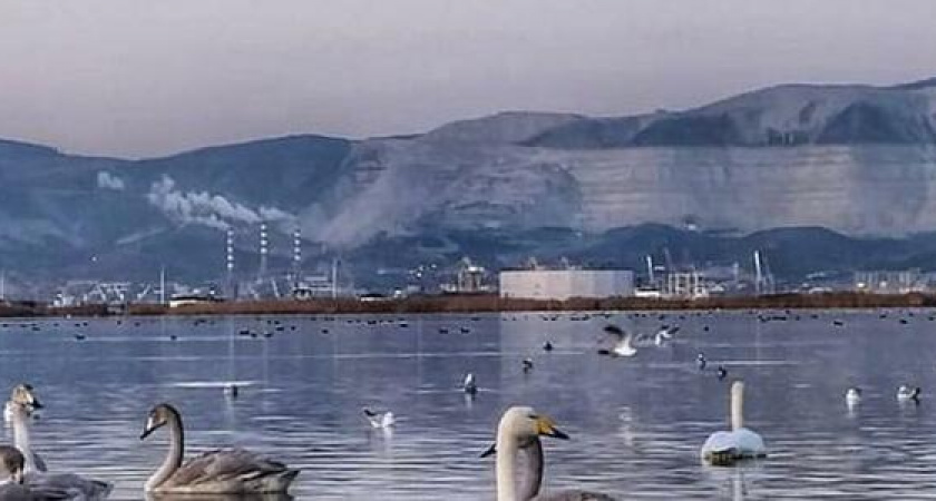 На зимовку в Новороссийск прилетели лебеди