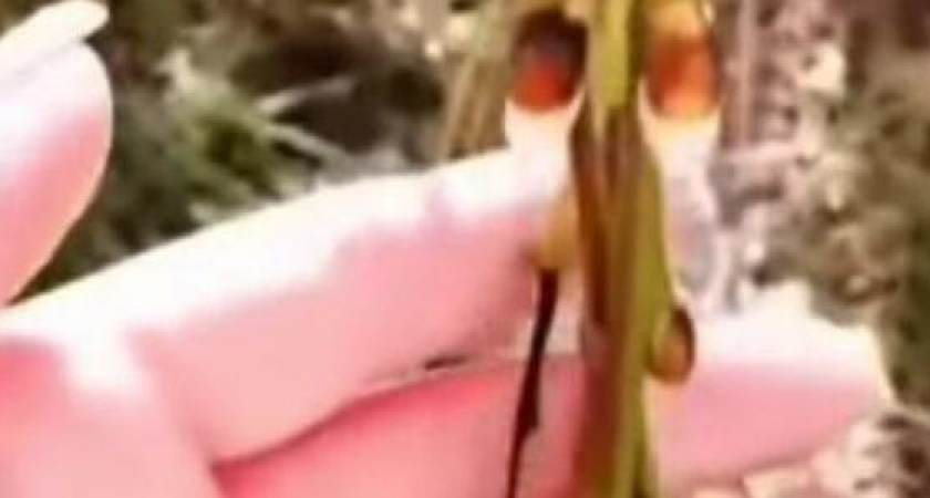 "Вот такой он - новый год на юге": жительница Новороссийска показала особенности южной зимы