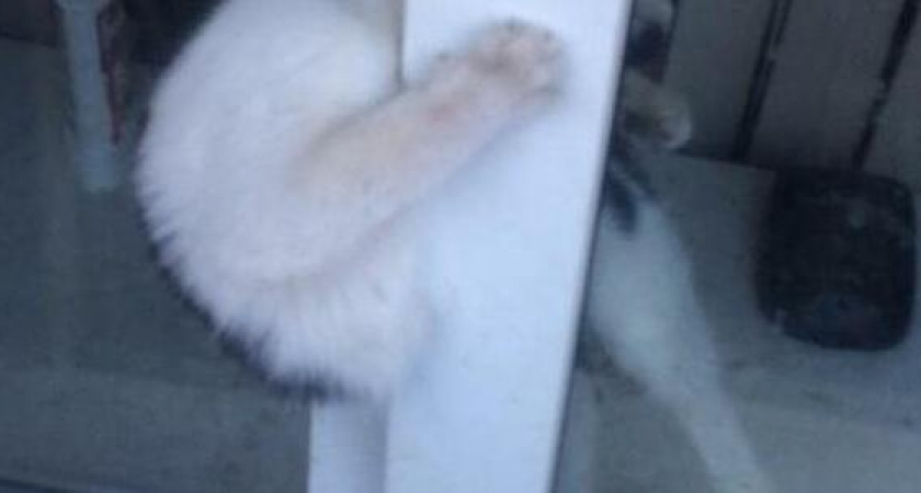 В Новороссийске кот пытался забраться в больничную палату и застрял в оконном проеме