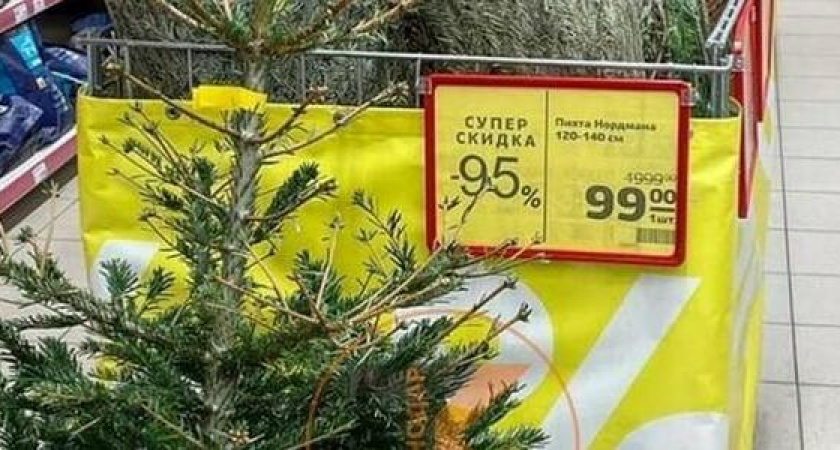"А что? До мая постоит!" : жителей Новороссийска развеселила распродажа пихт после Нового года