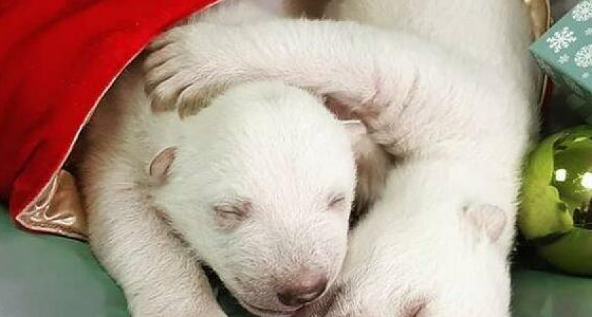 В сафари-парке Геленджика подрастают два белых медвежонка: трогательные фото малышей уже разошлись по соцсетям