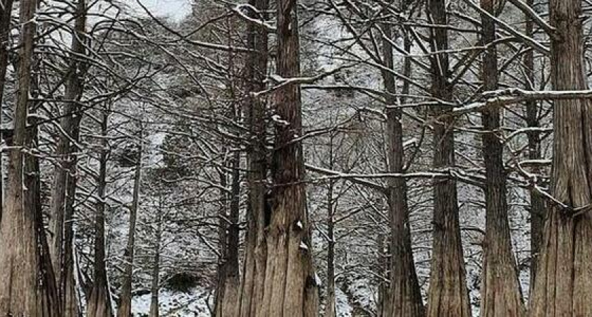 Озеро Сукко и 32 болотных кипариса: путешественник показал в соцсетях, как выглядит популярное место в снежные дни