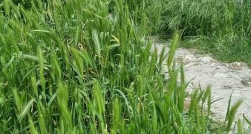 Жители Новороссийска жалуются на высокую траву на улицах