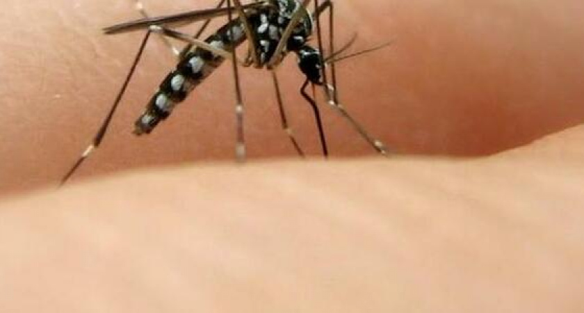 Смертельно опасные тигровые комары поселились на пляжах Новороссийска