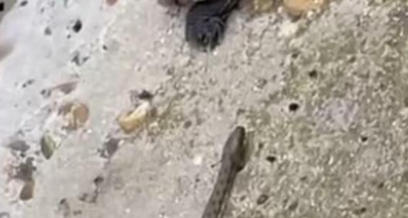 Ползучие соседи: новороссийцев и туристов призывают быть внимательнее на пляжах