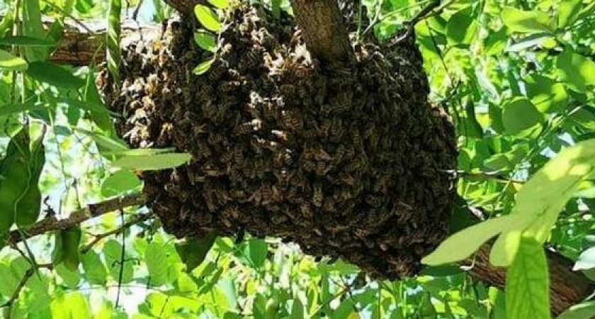 Новороссийские спасатели сняли пчелиный рой с дерева на детской площадке