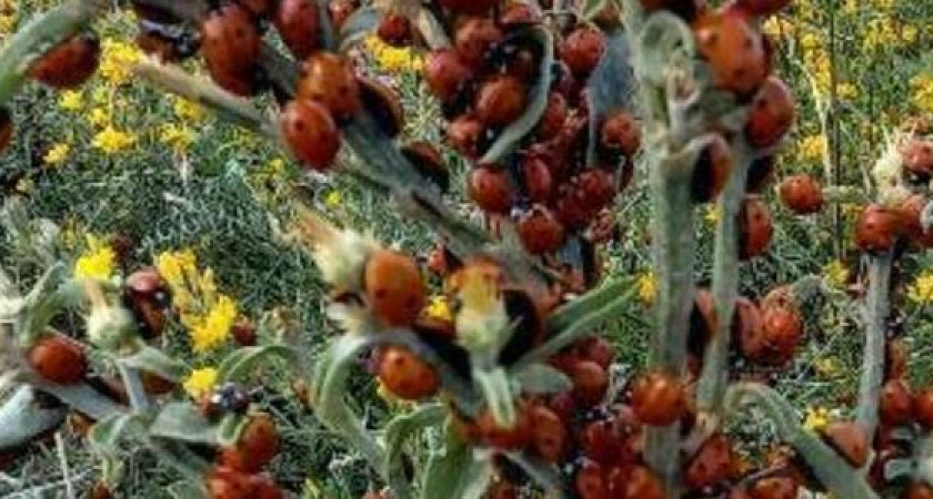 Сотрудник РАН прокомментировал нашествие божьих коровок в Анапе