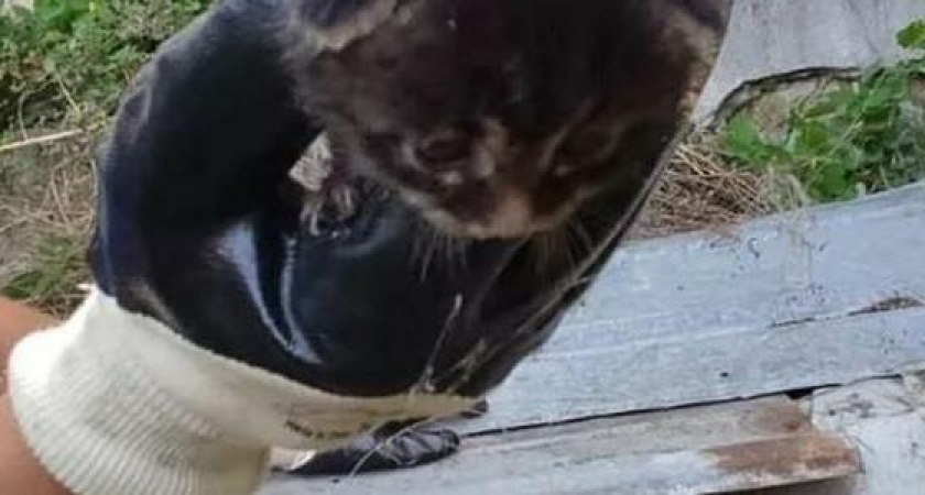 Новороссийские спасатели достали котенка из колодца