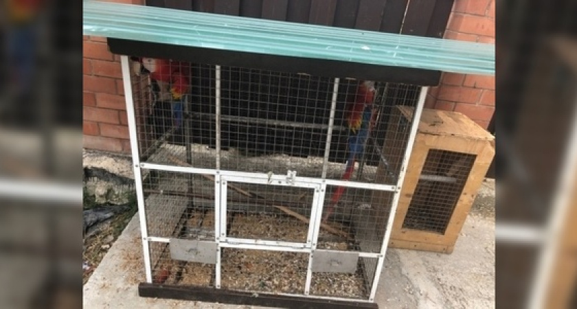 Волков, ягуаров, львов и обезьян содержала семейная пара на территории частного дома в Новороссийске