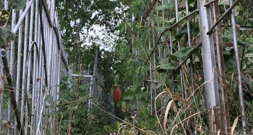 Могила новороссийского «Остапа Бендера» и памятники в виде срубленных деревьев. Какие тайны хранит кладбище на Солнечной