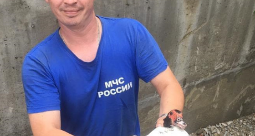 В Новороссийске спасатели достали индоутку из ливневки