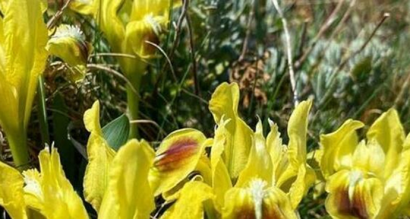 В окрестностях Новороссийска зацвели дикие ирисы: красочные фото и видео